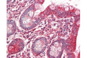 Anti-MRPL9 antibody IHC staining of human small intestine. (MRPL9 antibody  (FITC))