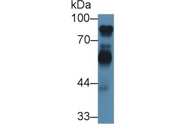 Kininogen (HMW) antibody  (AA 214-475)
