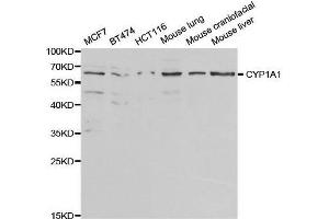 Western blot analysis of extracts of various cell lines, using CYP1A1 antibody. (CYP1A1 antibody  (AA 200-460))