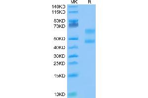 Biotinylated Cynomolgus CD3E&CD3D on Tris-Bis PAGE under reduced conditions. (CD3D & CD3E (AA 22-117) protein (Fc Tag,Biotin))