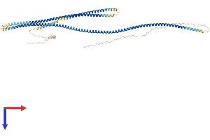 Coiled-Coil Domain Containing 30 (CCDC30) (AA 1-654) protein (His tag)