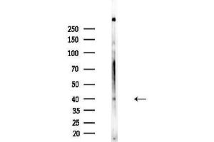 anti-BarH-Like Homeobox 2 (BARHL2) (Internal Region) antibody