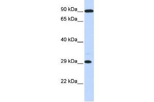 Western Blotting (WB) image for anti-Homeobox B8 (HOXB8) antibody (ABIN2458202)