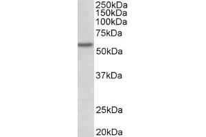 Image no. 1 for anti-Programmed Cell Death 4 (PDCD4) (AA 269-281) antibody (ABIN1103517) (PDCD4 antibody  (AA 269-281))