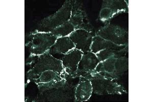 Immunofluorescent staining of 293 cells with anti- N-cadherin antibody. (N-Cadherin antibody  (AA 802-819))