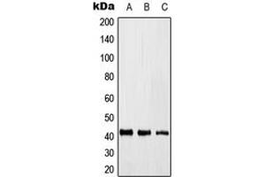 Western blot analysis of KLF17 expression in HEK293T (A), Raw264.