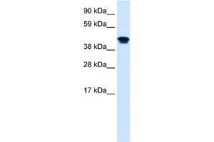WB Suggested Anti-NR1H4 Antibody Titration:  0. (NR1H4 antibody  (Middle Region))