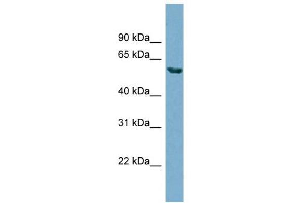 HHAT antibody  (N-Term)