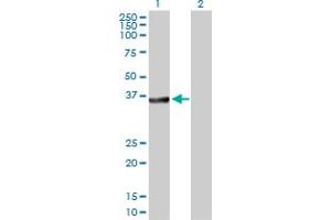 Western Blot analysis of BCL2L14 expression in transfected 293T cell line by BCL2L14 MaxPab polyclonal antibody. (BCL2L14 antibody  (AA 1-327))