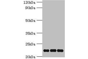 Western blot All lanes: PRDX5 antibody at 4 μg/mL Lane 1: Mouse brain tissue Lane 2: Hela whole cell lysate Lane 3: 293T whole cell lysate Secondary Goat polyclonal to rabbit IgG at 1/10000 dilution Predicted band size: 23, 18, 13 kDa Observed band size: 23 kDa (Peroxiredoxin 5 antibody  (AA 53-214))