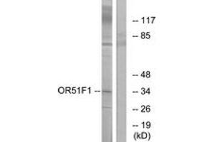 Western blot analysis of extracts from K562 cells, using OR51F1 Antibody. (OR51F1 antibody  (AA 269-318))