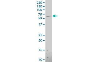 C16orf35 polyclonal antibody (A01), Lot # 060113JC01. (Mare/Nprl3/C16orf35 antibody  (AA 470-568))