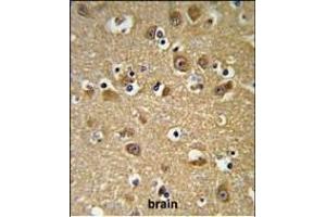 YIPF5 Antibody (N-term) (ABIN653506 and ABIN2842912) IHC analysis in formalin fixed and paraffin embedded brain tissue followed by peroxidase conjugation of the secondary antibody and DAB staining. (YIPF5 antibody  (N-Term))