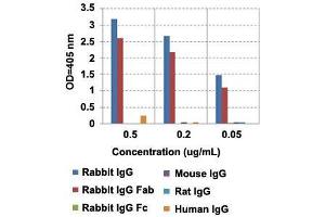 ELISA analysis of IgG from different species with Rabbit IgG Fab monoclonal antibody, clone RMG01  at the following concentrations: 0. (Goat anti-Rabbit IgG Antibody (Biotin))