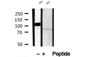 Western blot analysis of extracts of HeLa and ND7 cells, using CAPRIN1 antibody.