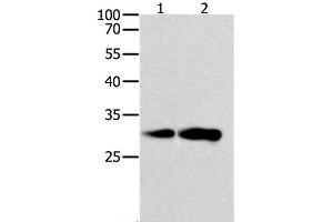 Western Blot analysis of K562 and NIH/3T3 cell using CAPNS1 Polyclonal Antibody at dilution of 1:800 (Calpain S1 antibody)