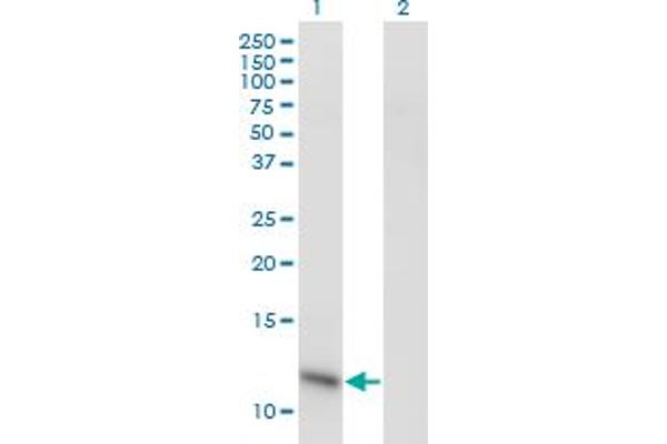 ABRACL/C6orf115 antibody  (AA 1-81)