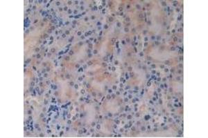 Detection of GCG in Mouse Kidney Tissue using Polyclonal Antibody to Glucagon (GCG) (Glucagon antibody  (AA 21-180))