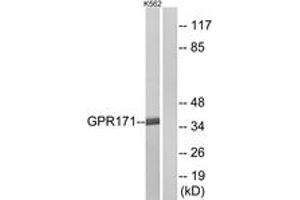 Western blot analysis of extracts from K562 cells, using GPR171 Antibody. (GPR171 antibody  (AA 141-190))