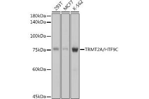 Western blot analysis of extracts of various cell lines, using TRMT2A/HTF9C antibody (ABIN7271002) at 1:1000 dilution. (TRMT2A antibody)