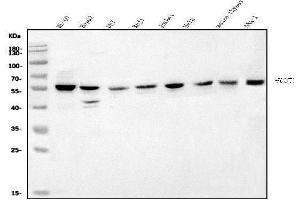 Western blot analysis of POGLUT1 using anti-POGLUT1 antibody (ABIN7602910).