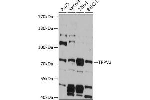 Western blot analysis of extracts of various cell lines, using TRPV2 antibody (ABIN6128840, ABIN6149598, ABIN6149599 and ABIN6215974) at 1:3000 dilution. (TRPV2 antibody  (AA 655-764))