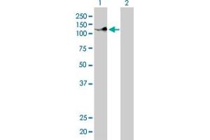Western Blotting (WB) image for anti-Protocadherin 8 (PCDH8) (AA 32-121) antibody (ABIN598858) (Protocadherin 8 antibody  (AA 32-121))