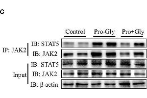 Western Blotting (WB) image for anti-Actin, beta (ACTB) (AA 1-50) antibody (ABIN724340)