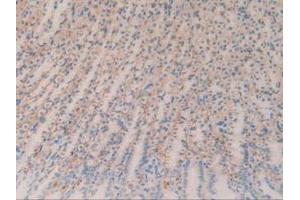 IHC-P analysis of Rat Stomach Tissue, with DAB staining. (CD147 antibody  (AA 59-321))