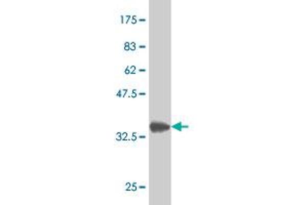 Msx2/Hox8 antibody  (AA 101-201)