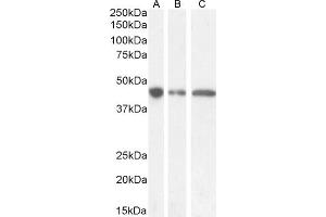 (ABIN571171) (0. (GNAS antibody  (Internal Region))