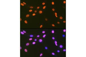 Immunofluorescence analysis of NIH-3T3 cells using EWSR1 Rabbit mAb (ABIN7267053) at dilution of 1:100 (40x lens). (EWSR1 antibody)