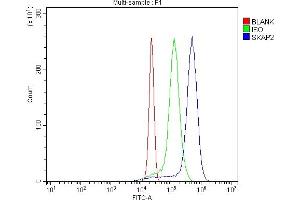 Flow Cytometry analysis of U937 cells using anti-SKAP2 antibody (ABIN7599870). (SKAP2 antibody  (AA 124-208))