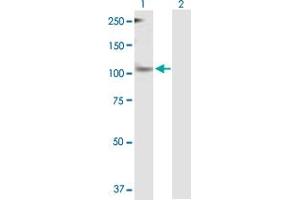 Western Blot analysis of PER1 expression in transfected 293T cell line by PER1 MaxPab polyclonal antibody. (PER1 antibody  (AA 1-1290))