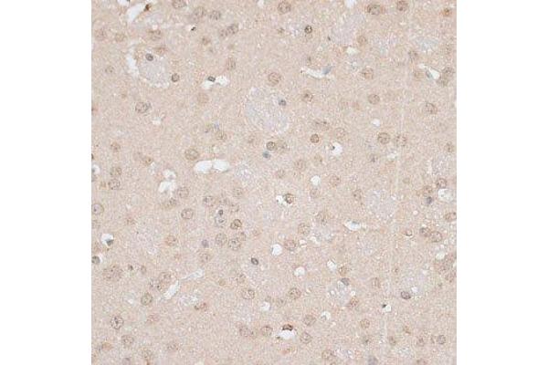GPKOW antibody  (AA 127-476)