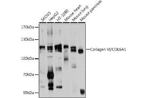 Western blot analysis of extracts of various cell lines, using Collagen VI/Collagen VI/COL6 antibody (ABIN6127647, ABIN6138847, ABIN6138848 and ABIN6224942) at 1:1000 dilution. (COL6A1 antibody  (AA 19-250))