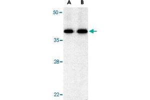 Western blot analysis of BUB3 in Jurkat cell lysate with BUB3 polyclonal antibody  at (A) 0. (BUB3 antibody  (C-Term))