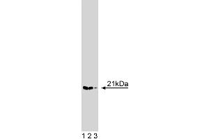 Western blot analysis of p21-Arc on a HeLa cell lysate (Human cervical epitheloid carcinoma, ATCC CCL-2.