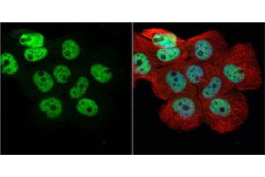 ICC/IF Image hnRNP H antibody [N1C1] detects hnRNP H protein at nucleus by immunofluorescent analysis.