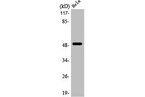 Western Blot analysis of HepG2 cells using LTβR Polyclonal Antibody (LTBR antibody  (N-Term))