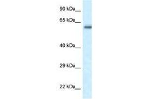 Image no. 1 for anti-FERM Domain Containing 5 (FRMD5) (AA 75-124) antibody (ABIN6747667) (FRMD5 antibody  (AA 75-124))