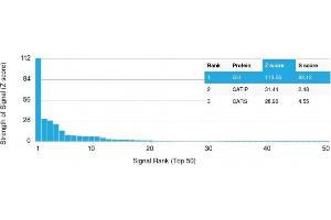 Analysis of Protein Array containing more than 19,000 full-length human proteins using Growth Hormone Mouse Monoclonal Antibody (GH/1371). (Growth Hormone 1 antibody  (AA 58-187))