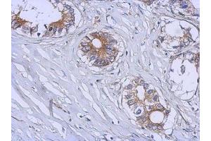 Image no. 1 for anti-UDP-Gal:betaGlcNAc beta 1,3-Galactosyltransferase, Polypeptide 4 (B3GALT4) (AA 123-357) antibody (ABIN1496798) (B3GALT4 antibody  (AA 123-357))