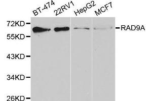 Western blot analysis of extracts of various cell lines, using RAD9A antibody. (RAD9A antibody  (AA 162-391))