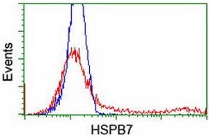 HEK293T cells transfected with either RC202861 overexpress plasmid (Red) or empty vector control plasmid (Blue) were immunostained by anti-HSPB7 antibody (ABIN2453834), and then analyzed by flow cytometry. (HSPB7 antibody)