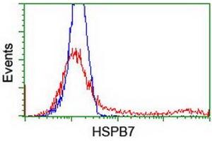 HEK293T cells transfected with either RC202861 overexpress plasmid (Red) or empty vector control plasmid (Blue) were immunostained by anti-HSPB7 antibody (ABIN2453834), and then analyzed by flow cytometry. (HSPB7 antibody)