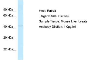 Host: Rabbit Target Name: SLC35C2 Sample Tissue: Mouse Liver Antibody Dilution: 1ug/ml (SLC35C2 antibody  (C-Term))
