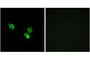 Immunofluorescence analysis of MCF7 cells, using MRPS18C Antibody.