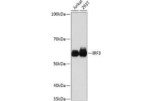 Western blot analysis of extracts of various cell lines, using IRF3 antibody (ABIN7267953) at 1:1000 dilution. (IRF3 antibody)