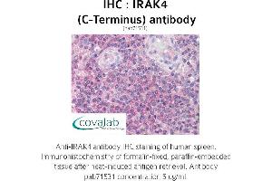 Image no. 1 for anti-Interleukin-1 Receptor-Associated Kinase 4 (IRAK4) antibody (ABIN1736006) (IRAK4 antibody)